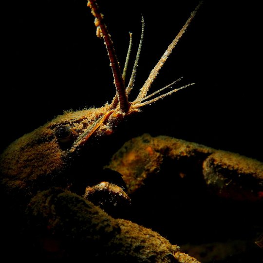 Iliustracija