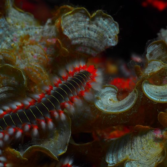 Iliustracija