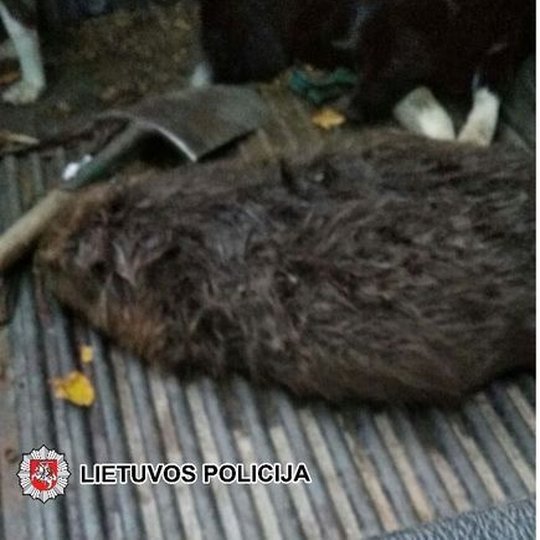 Iliustracija