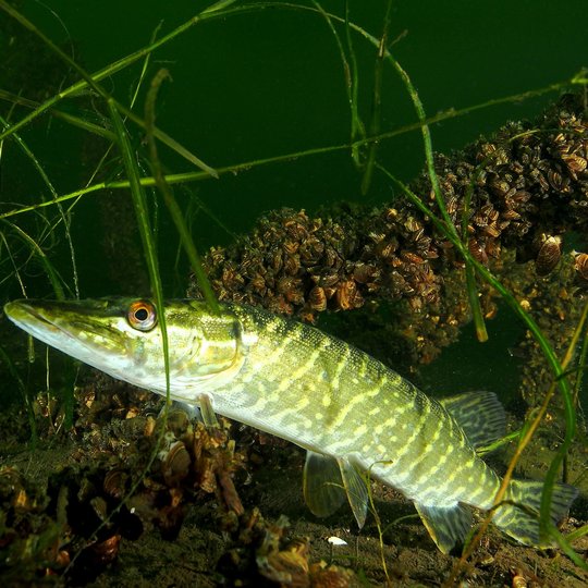 Iliustracija