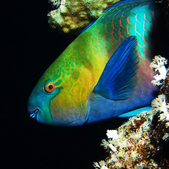 Iliustracija